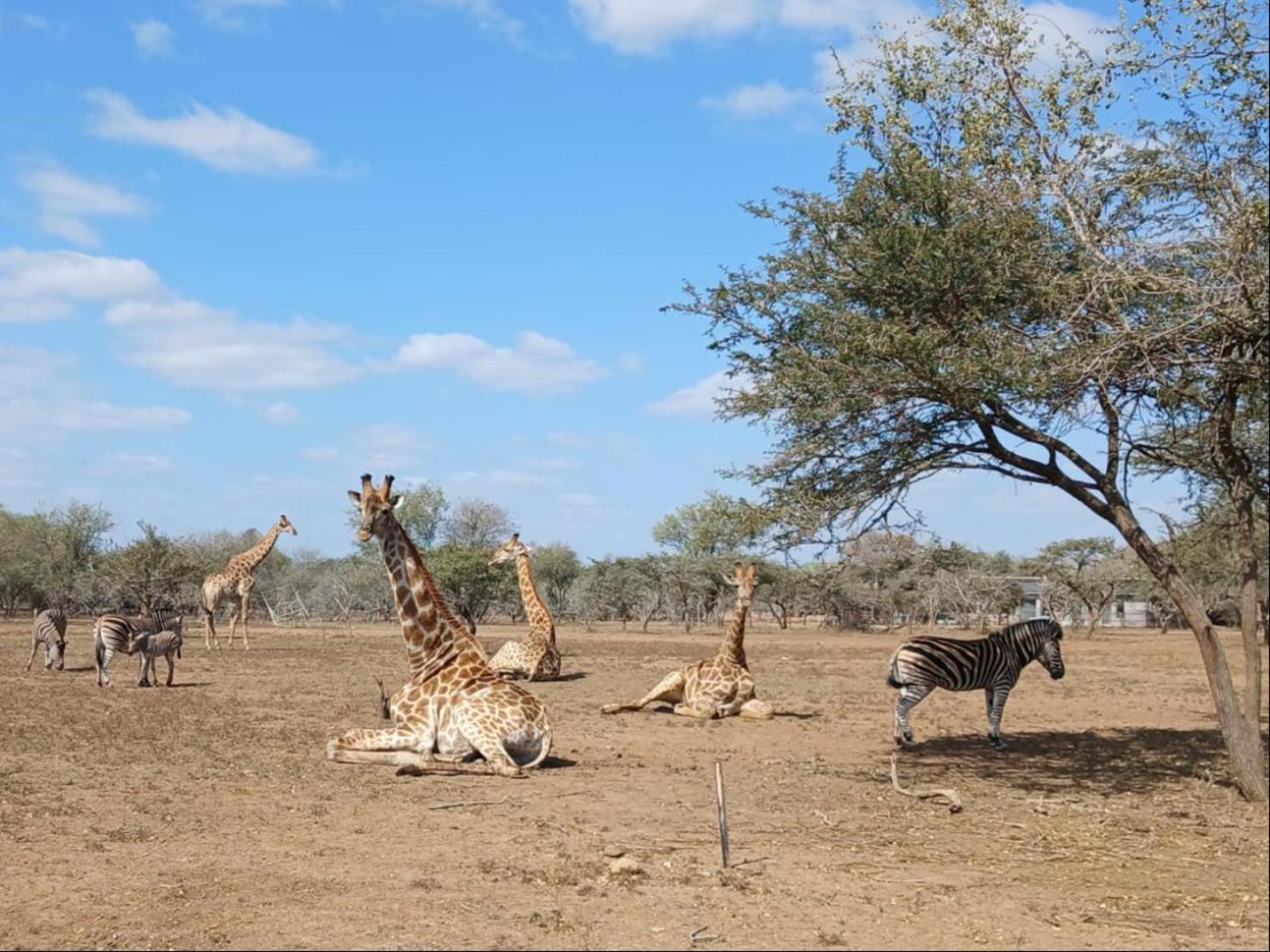Marloth Kruger View Appartement Marloth Park Buitenkant foto